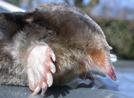 Eastern Mole